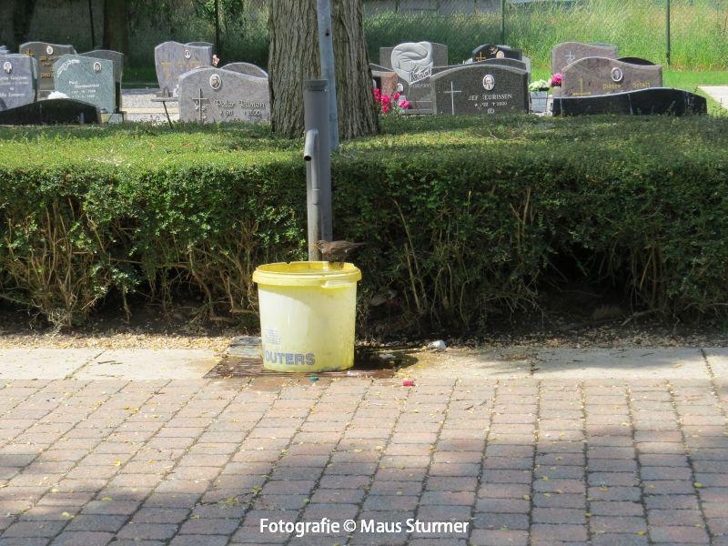 Belgisch Limburg (401) 2013-06-18 Begraafplaats Dilzen.jpg - Op de begraafplaats van Dilzen nam dit mereltje een waterbad